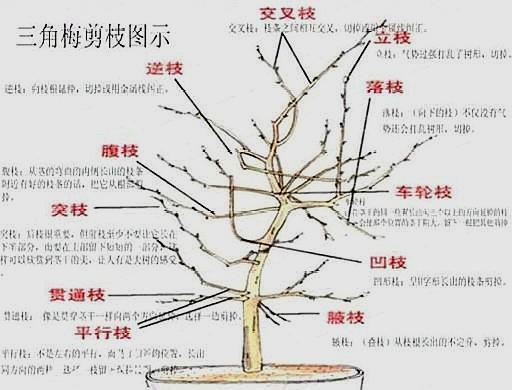 三角梅想养好，用对管理方法，修剪做好，四季都开花，次次开爆！