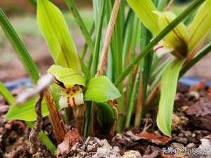 矮兰花的养殖(避免春兰开“矮脚虎”，只须掌握这3点就行，操作也不难)