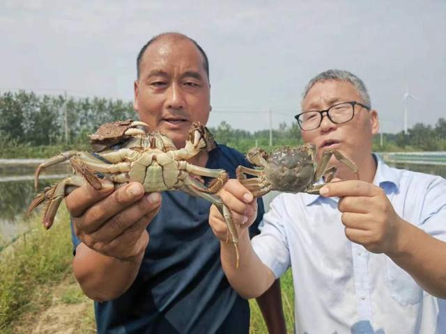 抢头鲜！宿迁“霸王蟹”本月中旬出水，首批入沪大闸蟹肉壮、膏厚、黄肥