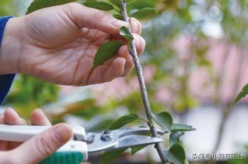 扶桑花这样养，扦插1节枝长1棵，开花一茬又一茬，花大色艳！