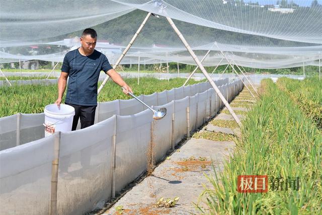 稻田里养黑斑蛙，湖北襄阳市保康县新农人返乡创业收获“钱景”