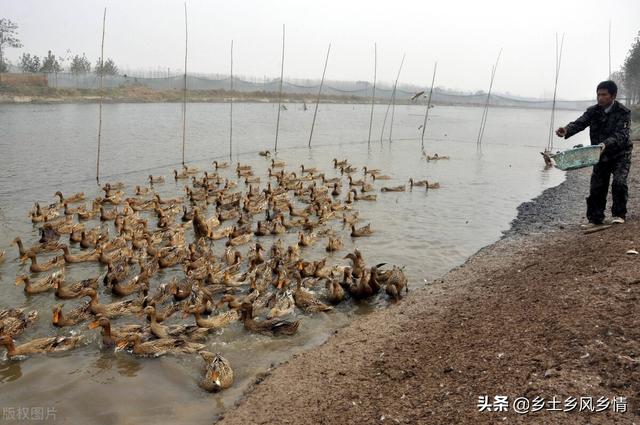 蛋鸭可以生几年蛋，产蛋高峰期有多久？想养蛋鸭必须了解