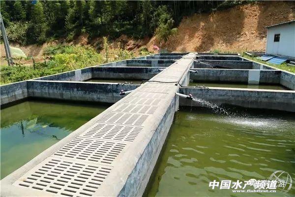 赛车与养鱼有啥关系？附淡水石斑鱼养殖技术