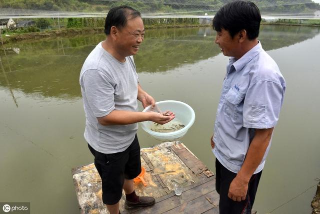 养殖泥鳅苗种培育是第一步，看看老师傅是怎么做的