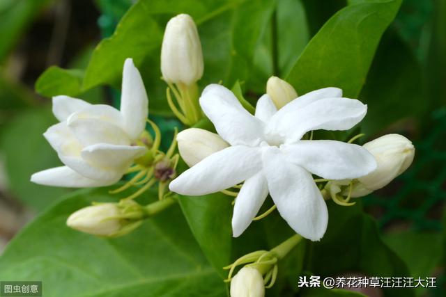 铁锈水浇灌茉莉花，有什么效果和后果？养花请别“剑走偏锋”