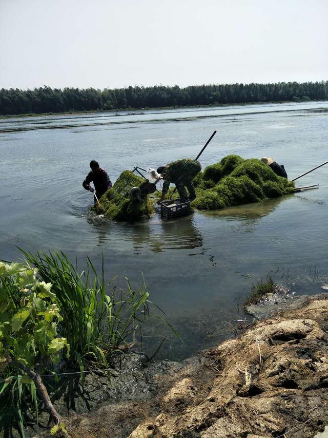 老山下的永宁有一个美丽的小龙虾养殖基地