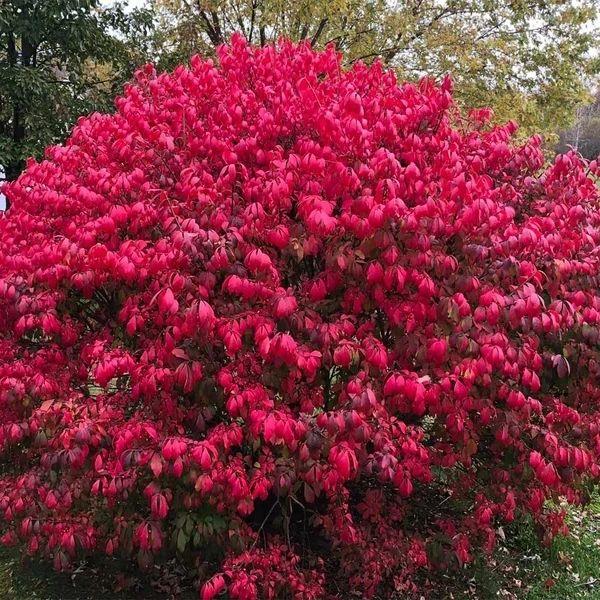 6种在半阴的院子可生长开花的灌木花卉，可养成阳台盆栽