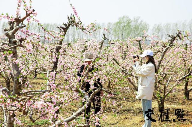 “采石村”转型做强花经济 人流回暖吹来又一春