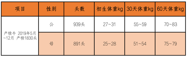 新疆南部地区安格斯牛饲养实践