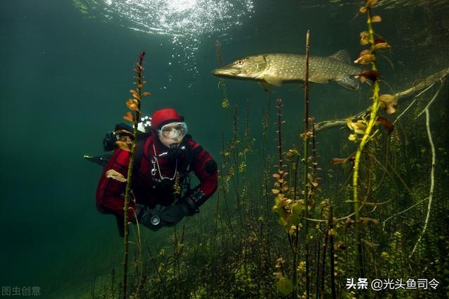 性情“残暴”的狗鱼，寿命可达200年，为何出现在江苏河道？