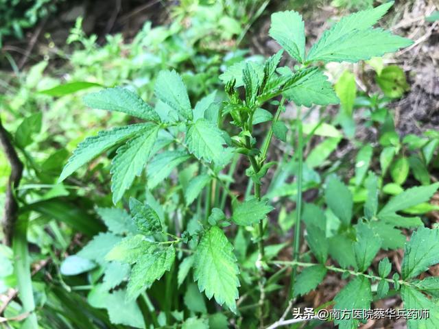 草名龙芽、药名仙鹤：上补肺肝脾，中能消积，下止泻痢，还能止血