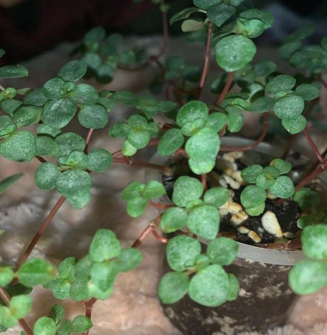 灰绿冷水花土培和水培测试，形态娇小圆润的室内植物，繁殖也简单