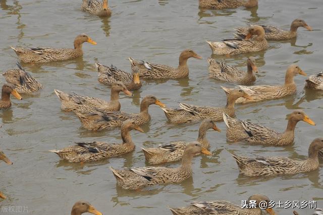 蛋鸭可以生几年蛋，产蛋高峰期有多久？想养蛋鸭必须了解