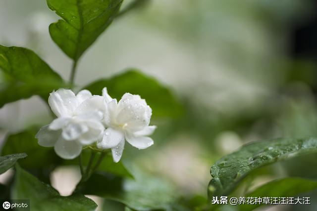 铁锈水浇灌茉莉花，有什么效果和后果？养花请别“剑走偏锋”