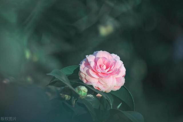 养殖茶花，搞好这4点，花朵顺利开满枝！