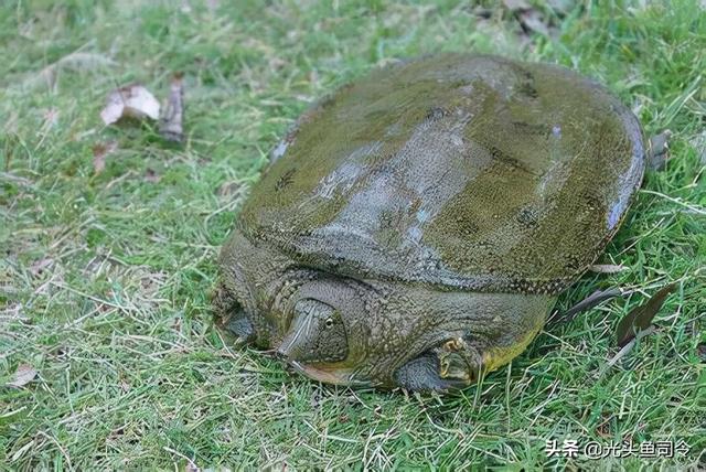 数米深的地下，干燥的泥土里挖出一条大黑鱼，为啥没被渴死饿死？