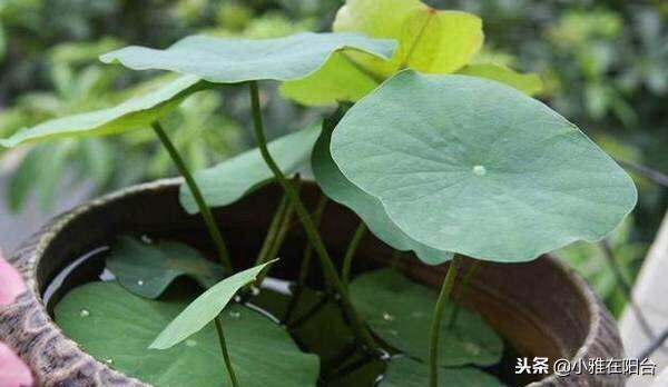 碗莲、睡莲这么养，一盆一年开花几十朵，叶子长得满满的，美极了