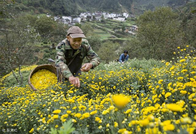 你还在城里拿着死工资，不防试试这农村四大创业项目照样买车买房