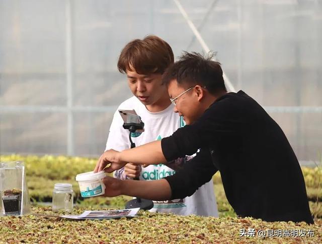 花艺新宠！嵩明有个食虫植物“千奇王国”