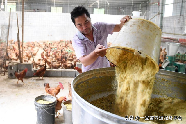 小鸡育雏在料里加点这种山里红，鸡不糊肛不咳嗽，长个还特别快