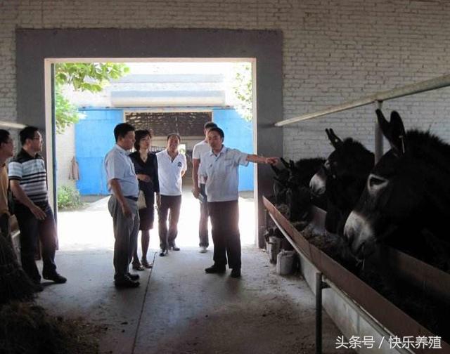 零基础学养驴：驴应如何进行饲喂？