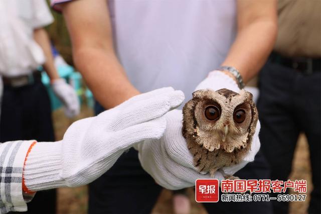 豹猫、蛇雕、仓鸮……广西这33只“神奇动物”回家了