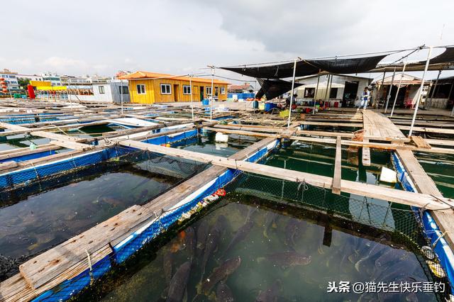 江边渔排筏钓，根据水流变化改变垂钓位置，使用不同的饵料