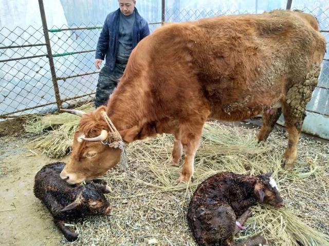 买20头繁殖母牛散养在山上，一年能赚多少钱？快来看看吧！