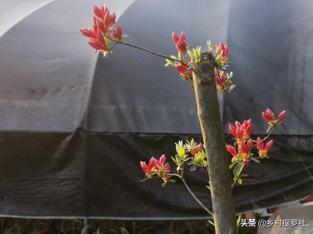 种植映山红，做好这4条，开花就不会少