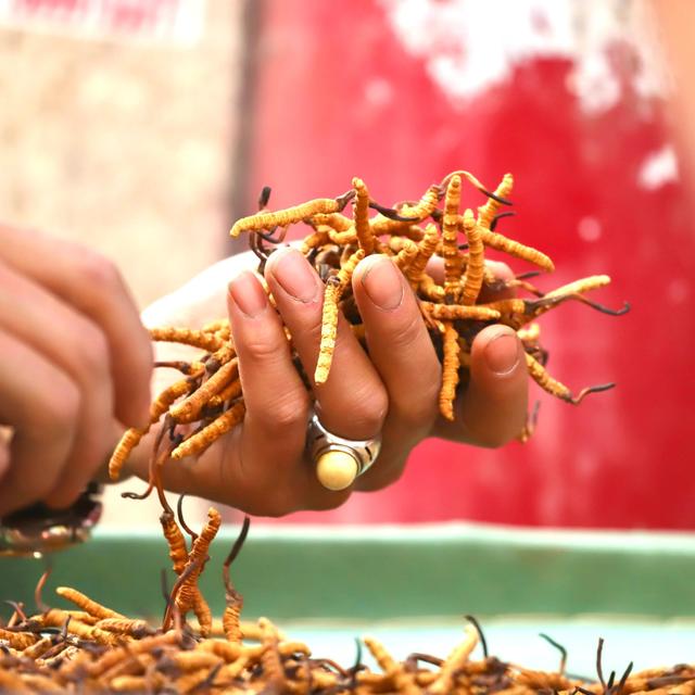 中国最大的冬虫夏草市场—西宁玖鹰虫草市场