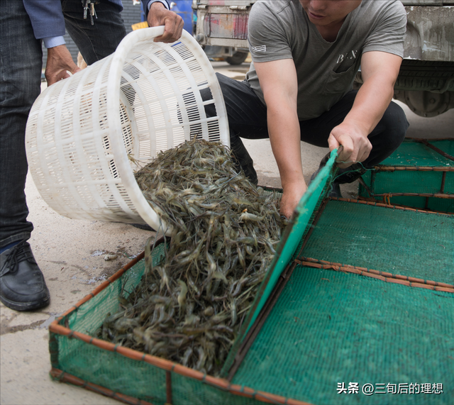 好水养好虾，从零开始的青虾养殖指南，实现高产高质的养殖环境