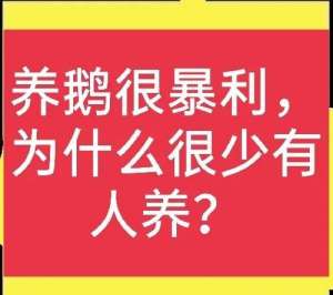 养殖什么不愁销路鹅(养鹅利润非常高，为什么养的人并不多？原因很无奈(推荐好文))