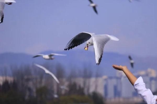 红嘴鸥来啦！昆明最佳赏鸥宝典请收好→