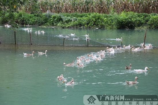 平果市雄兴村“清泉养鸭”产出畅销“兴电蛋”