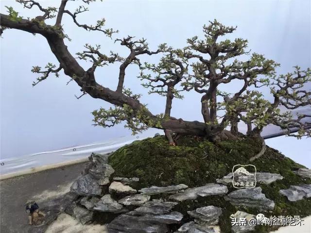 值得珍藏的经典雀梅盆景