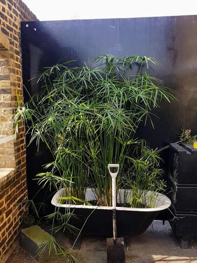 适合半水半土栽种的风车草和纸莎草，可以养室内，你喜欢哪种？