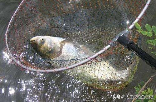 要想鲢鳙钓好，用饵技巧不能少！浅析浮钓鲢鳙的4个饵料搭配技巧