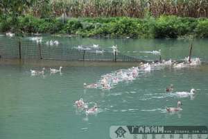 广西蛋鸭养殖(平果市雄兴村“清泉养鸭”产出畅销“兴电蛋”)