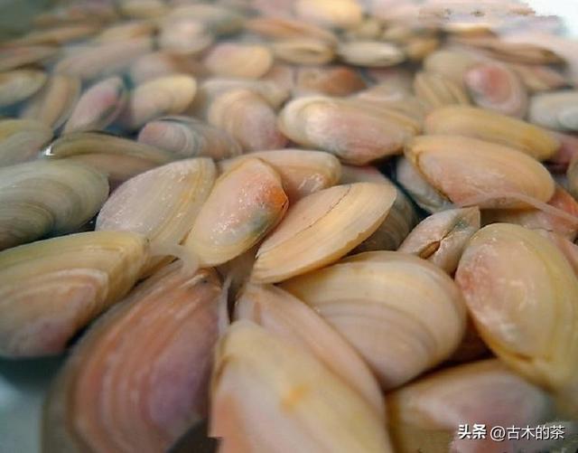 彩虹明樱蛤的生物学特性和养殖技术