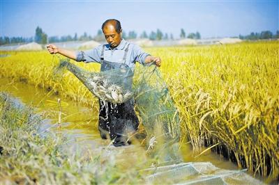 稻田养虾蟹方式火爆，随意跟风容易亏本，注意以下几个问题可避免