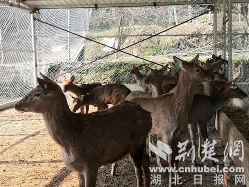 十堰茅箭区茅塔乡引进梅花鹿养殖产业 助力乡村振兴