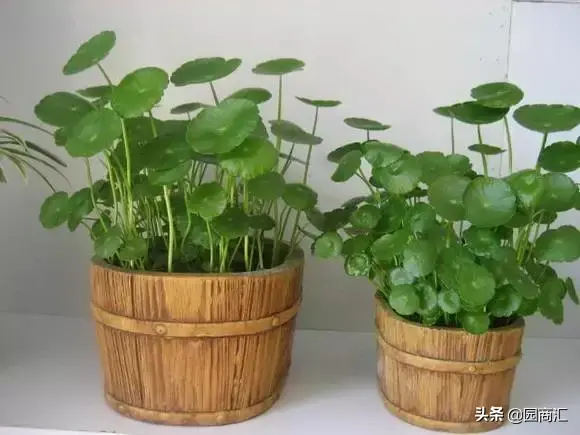 这8种水生植物，比盆栽花卉更好看且更好养