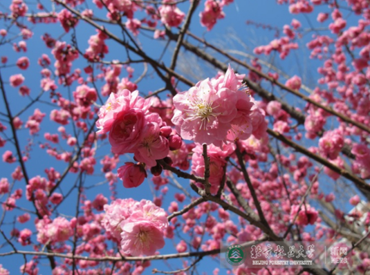 北林大又添三个梅花良种，可耐受-30℃低温