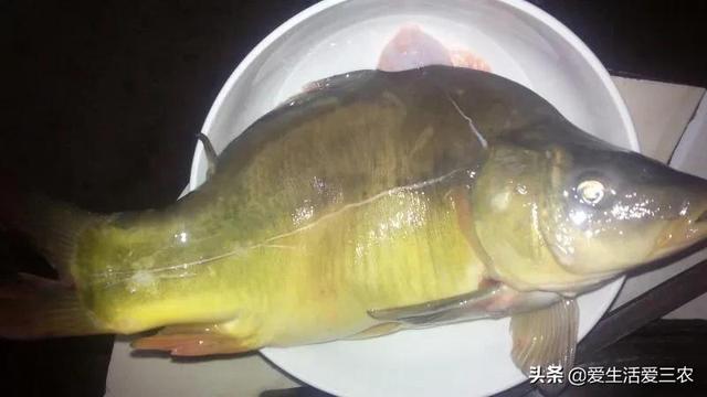 没鳞片的鲤鱼，你认识吗？能不能吃，价钱如何？一文说清