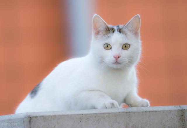 猫都是有灵性的，家猫的驯养与繁殖技术，建议收藏