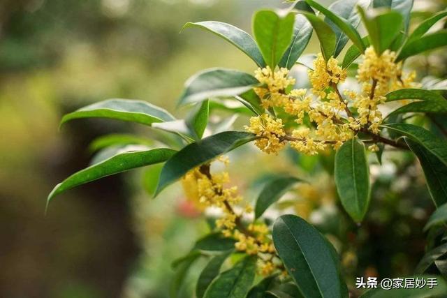 家庭桂花养护及注意事项，掌握好技巧，花开爆盆，花香四溢