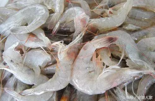 河虾养殖的幼虾培育过程管理