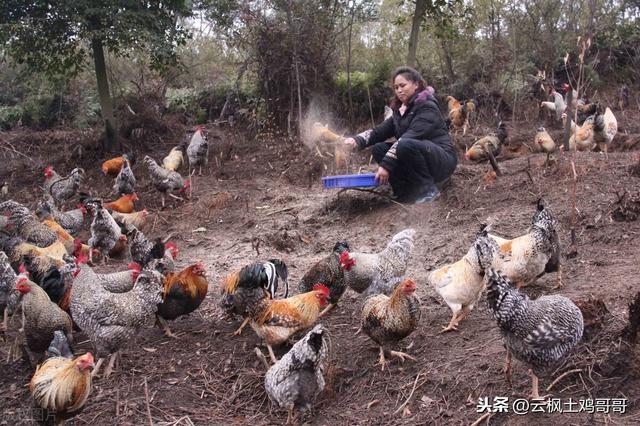 要想土鸡长得快、又想羽毛漂亮还要产蛋多，三招“土方法”搞定