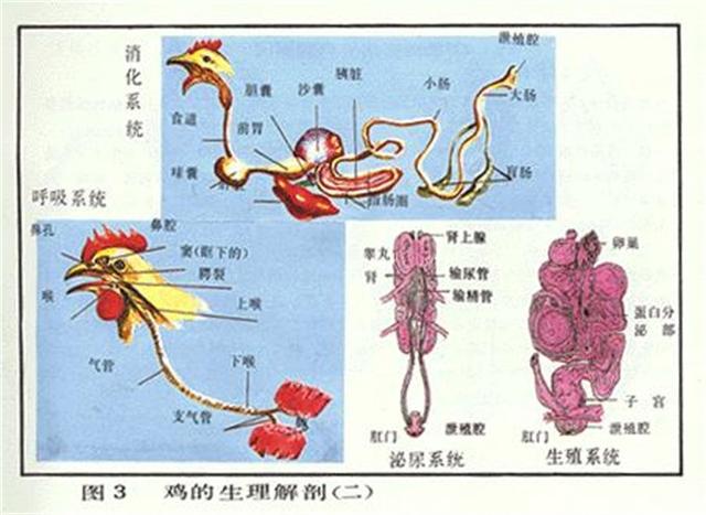 下蛋的公鸡，公鸡中的“战斗机”，公鸡怎么会下蛋呢？