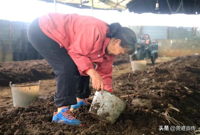 小蚯蚓大用途，贵港这个村靠它“逆袭”！